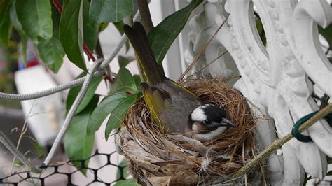 家裡鳥築巢|鳥巢看鳥的個性…. 自從去年有白頭翁來我陽台樹上築。